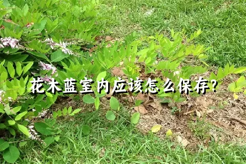 花木蓝室内应该怎么保存？