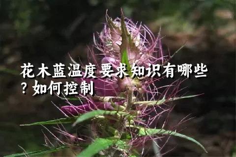 花木蓝温度要求知识有哪些？如何控制