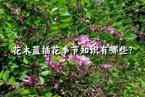 花木蓝插花季节知识有哪些？