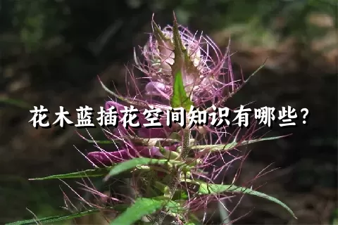 花木蓝插花空间知识有哪些？