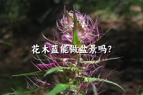 花木蓝能做盆景吗？