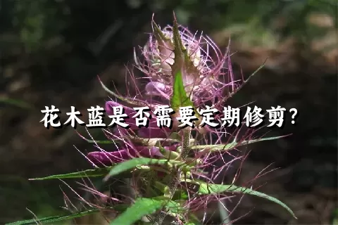 花木蓝是否需要定期修剪？