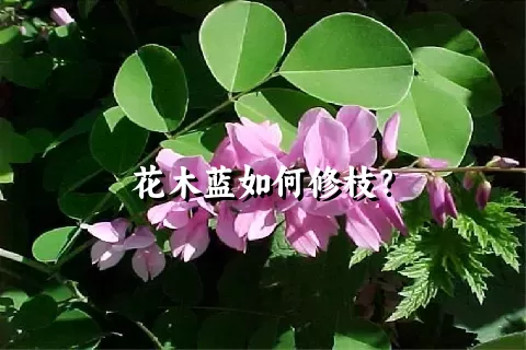 花木蓝如何修枝？