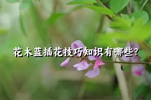 花木蓝插花技巧知识有哪些？