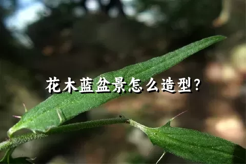 花木蓝盆景怎么造型？