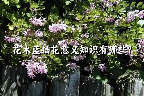 花木蓝插花意义知识有哪些？