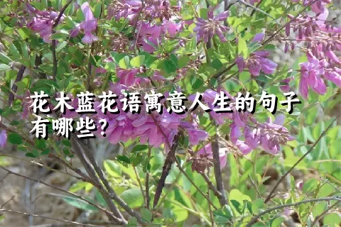 花木蓝花语寓意人生的句子有哪些？