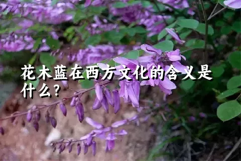 花木蓝在西方文化的含义是什么？