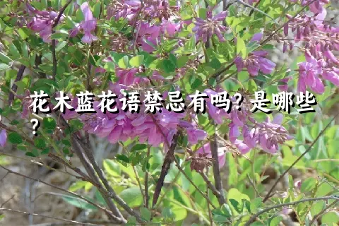 花木蓝花语禁忌有吗？是哪些？