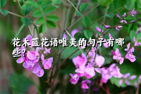 花木蓝花语唯美的句子有哪些？