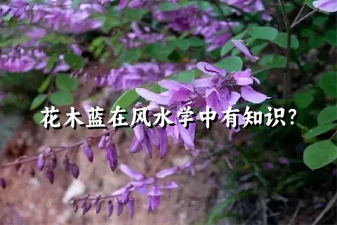 花木蓝在风水学中有知识？