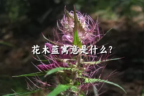 花木蓝寓意是什么？