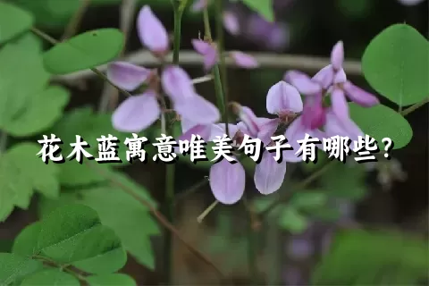 花木蓝寓意唯美句子有哪些？