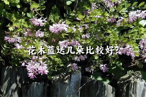 花木蓝送几朵比较好？