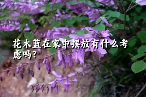 花木蓝在家中摆放有什么考虑吗？