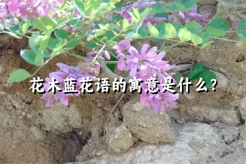 花木蓝花语的寓意是什么？