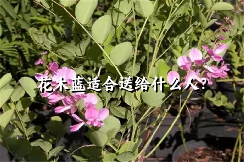 花木蓝适合送给什么人？