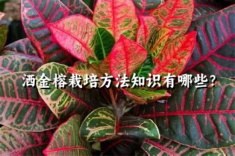 洒金榕栽培方法知识有哪些？