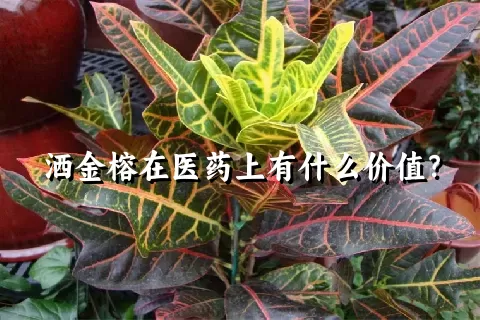 洒金榕在医药上有什么价值？