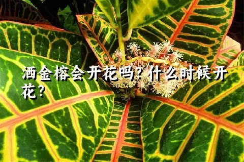 洒金榕会开花吗？什么时候开花？