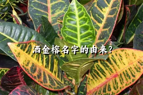 洒金榕名字的由来？