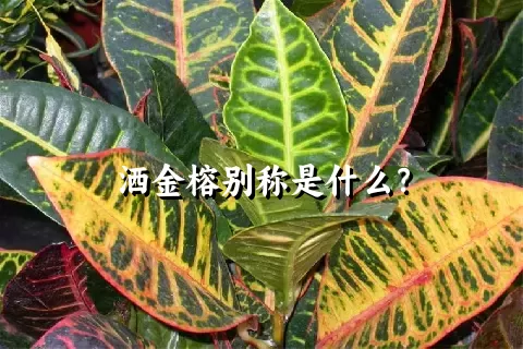 洒金榕别称是什么？