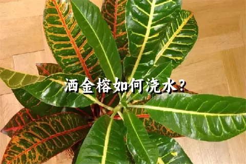 洒金榕如何浇水？