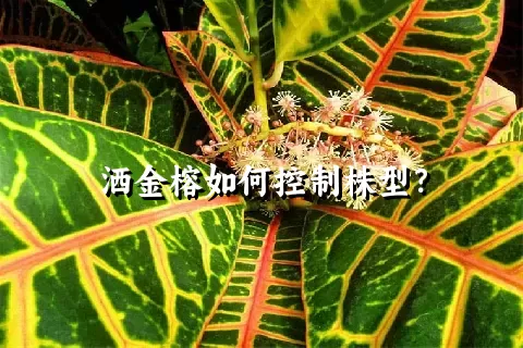 洒金榕如何控制株型？