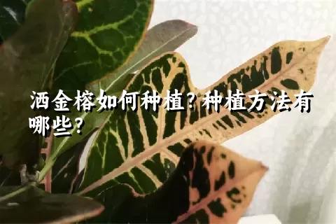 洒金榕如何种植？种植方法有哪些？