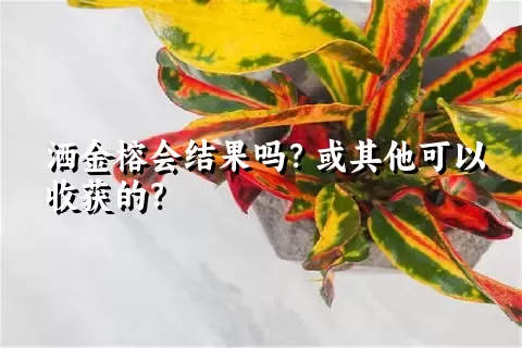 洒金榕会结果吗？或其他可以收获的？