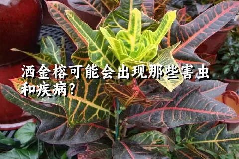 洒金榕可能会出现那些害虫和疾病？