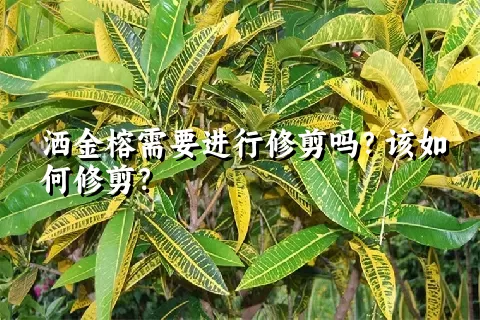 洒金榕需要进行修剪吗？该如何修剪？