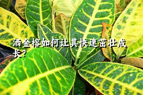 洒金榕如何让其快速茁壮成长？