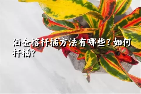 洒金榕扦插方法有哪些？如何扦插？