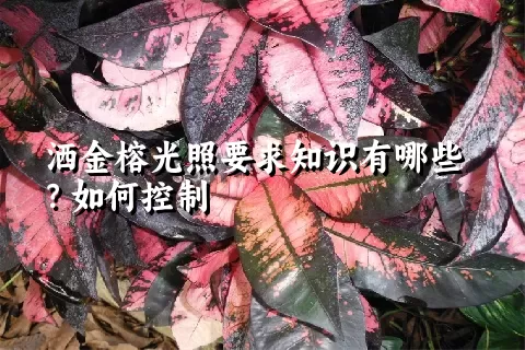 洒金榕光照要求知识有哪些？如何控制