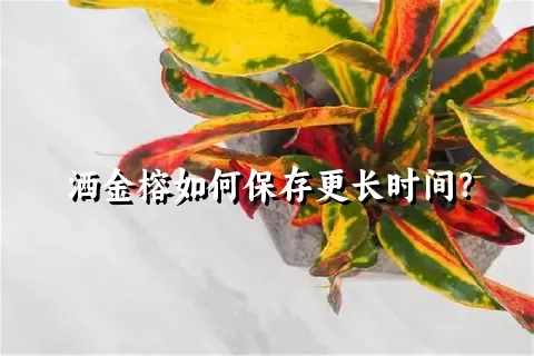 洒金榕如何保存更长时间？