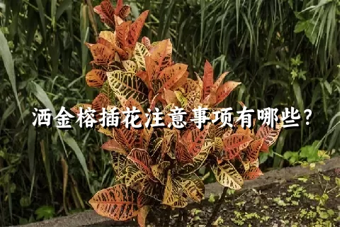 洒金榕插花注意事项有哪些？