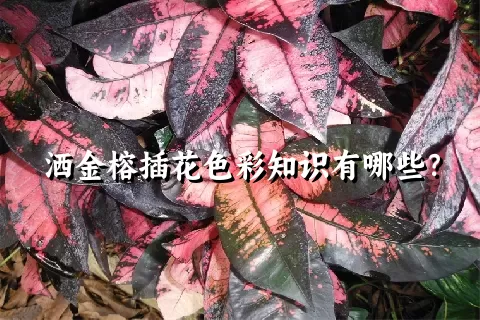 洒金榕插花色彩知识有哪些？