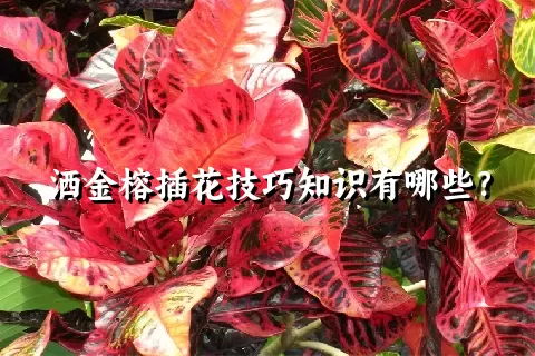 洒金榕插花技巧知识有哪些？