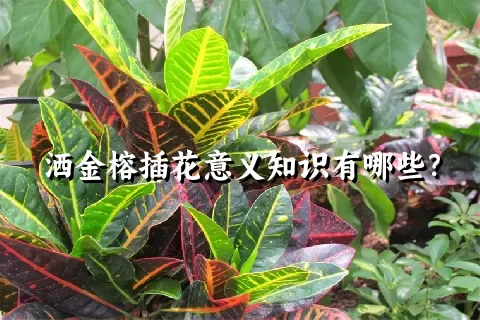 洒金榕插花意义知识有哪些？