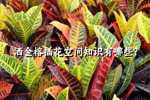 洒金榕插花空间知识有哪些？