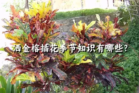 洒金榕插花季节知识有哪些？