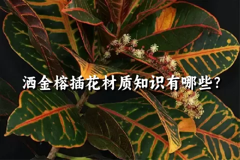 洒金榕插花材质知识有哪些？