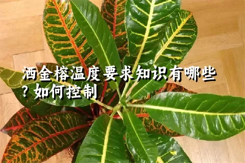 洒金榕温度要求知识有哪些？如何控制