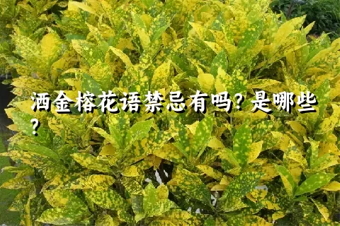 洒金榕花语禁忌有吗？是哪些？