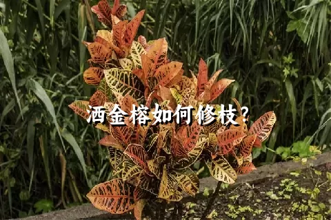 洒金榕如何修枝？