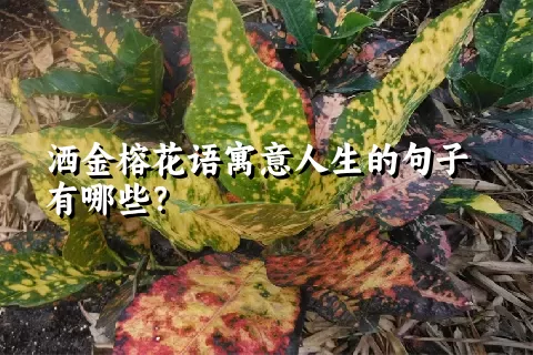 洒金榕花语寓意人生的句子有哪些？