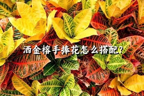 洒金榕手捧花怎么搭配？