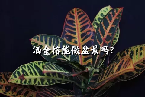 洒金榕能做盆景吗？