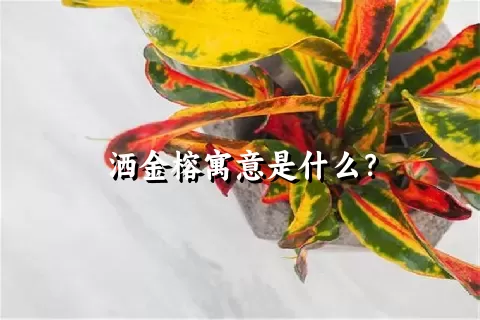 洒金榕寓意是什么？